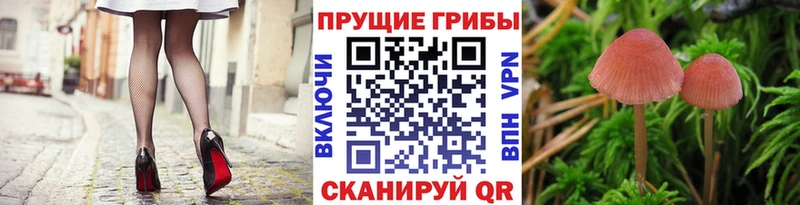 Псилоцибиновые грибы Cubensis  Купить закладки  Обнинск 